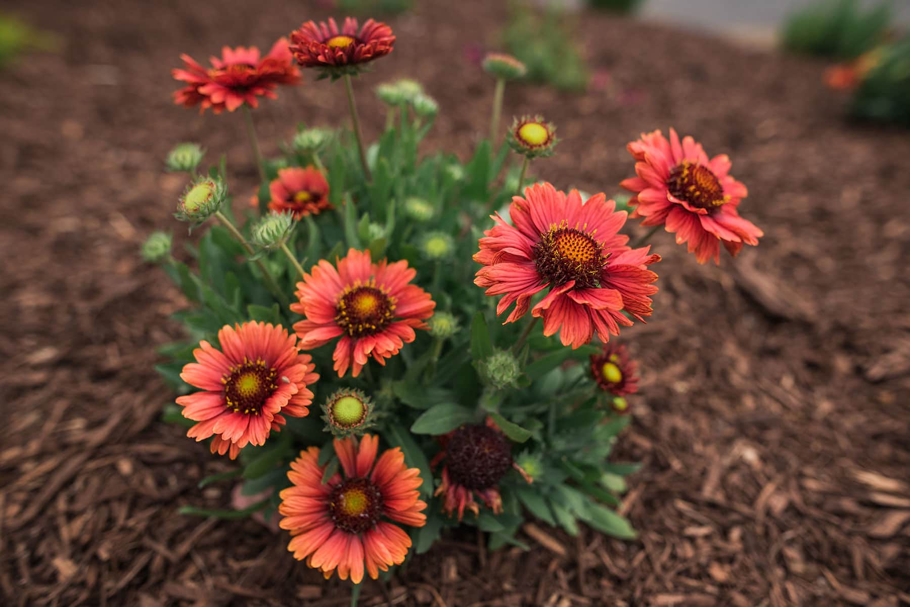 Commercial landscape maintenance services by K&D Landscaping