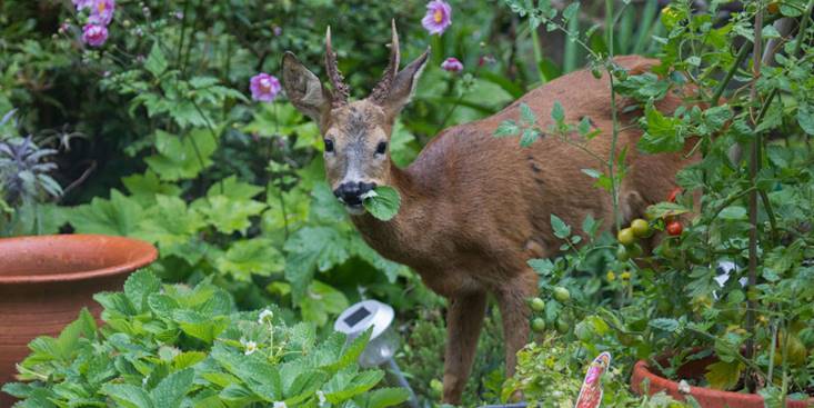 deer resistant plants