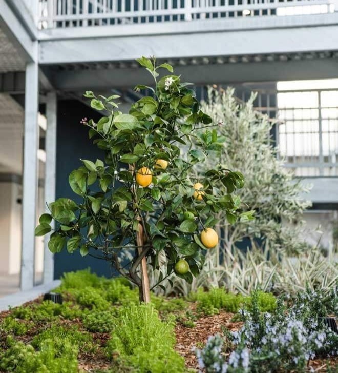 A flowering lemon tree and landscaping outside of an apartment complex with landscaping managed by K&D Landscaping A flowering lemon tree and landscaping outside of an apartment complex with landscaping managed by K&D Landscaping