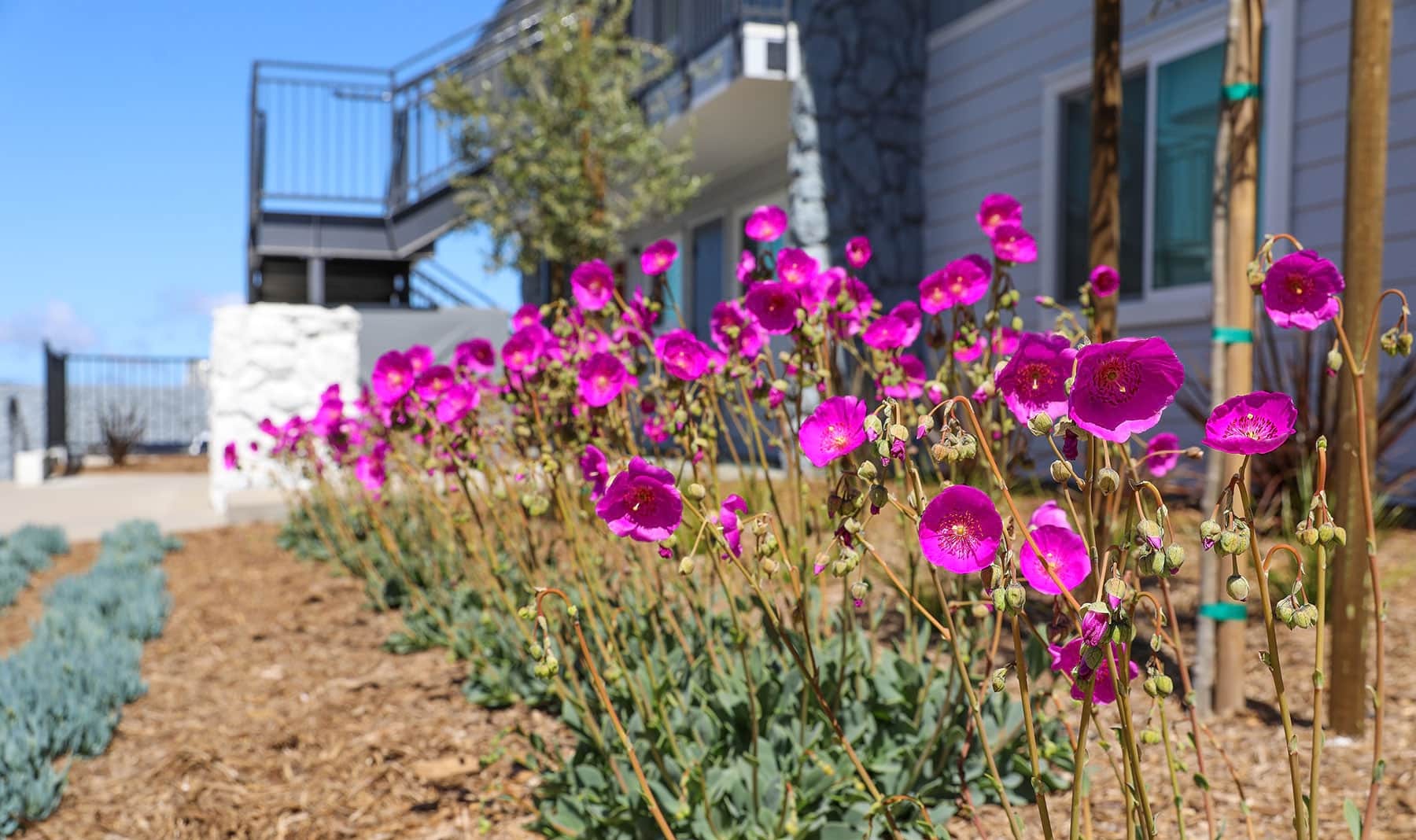 Professionally maintained HOA walking paths and green spaces by K&D Landscaping-1