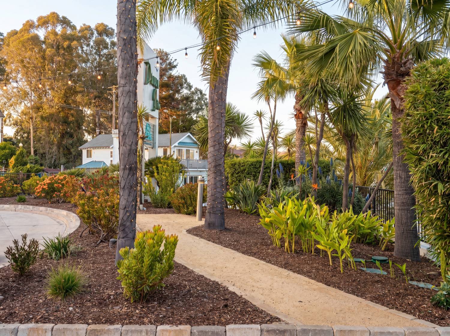 Tropical-inspired landscape with palm trees and decorative plantings maintained by K&D Landscaping