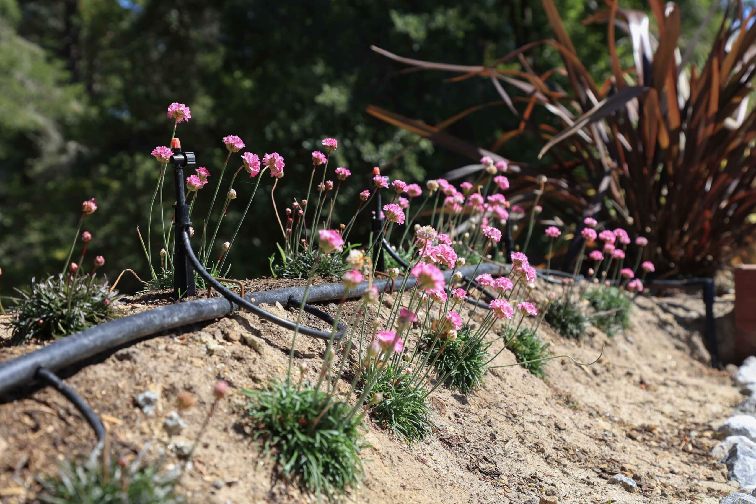 vibrant blooms in a professionally maintained landscape by K&D Landscaping