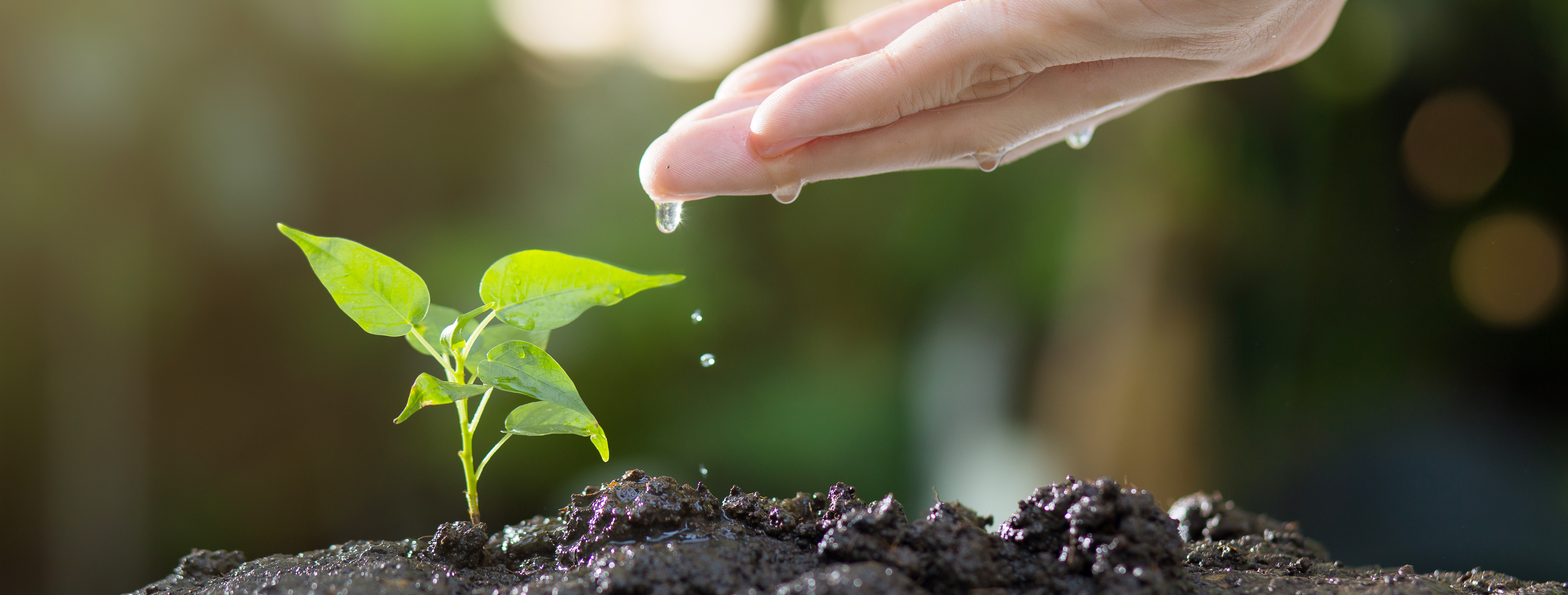 K&D Landscaping hosts the Central Coast Water Summit
