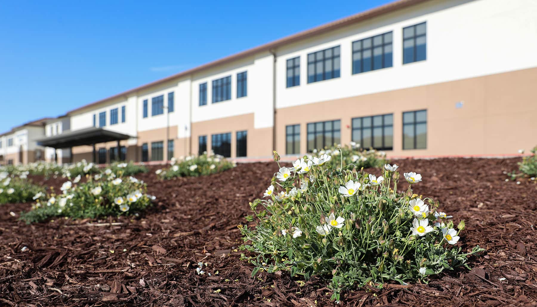 Campus courtyard with decorative planting beds and lawn by K&D Landscaping