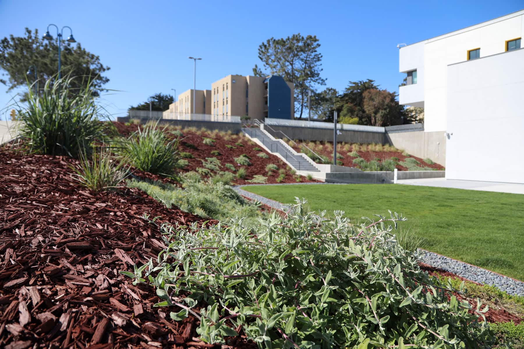 Campus stairway integrated with landscaped slopes and planting beds by K&D Landscaping
