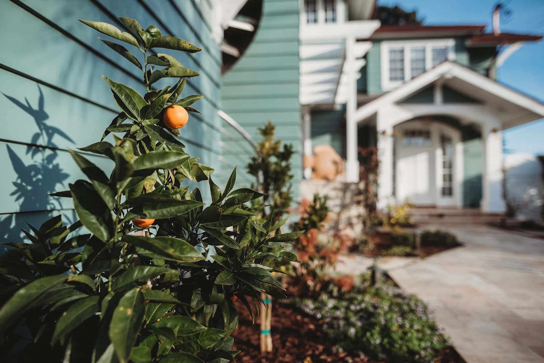 Citrus tree with ripe orange fruit in coastal residential landscape by K&D Landscaping