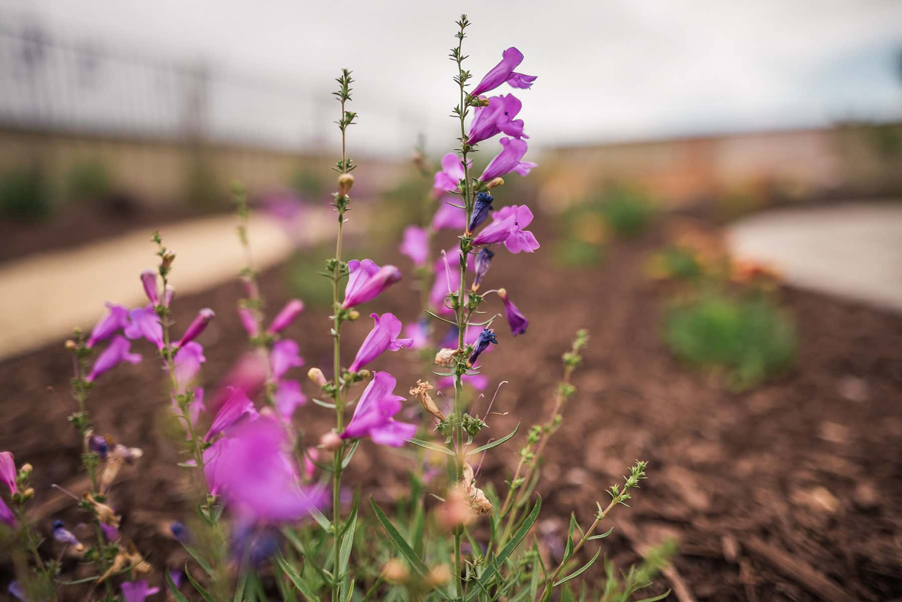 Close-up detail of blooming magenta perennials with native planting and mulch groundcover in landscape design by K&D Landscaping