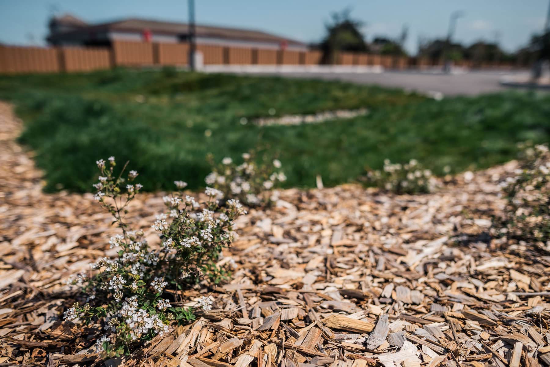 Close-up detail of blooming native perennial flowers with landscape mulch groundcover installation by K&D Landscaping