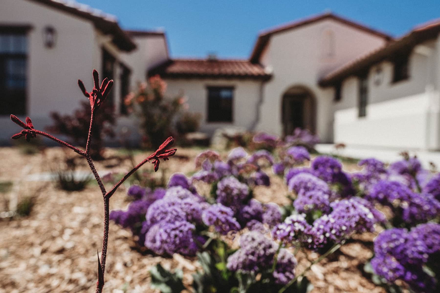 Close-up ornamental flower planting with purple blooms in landscape design by K&D Landscaping near colonial architecture