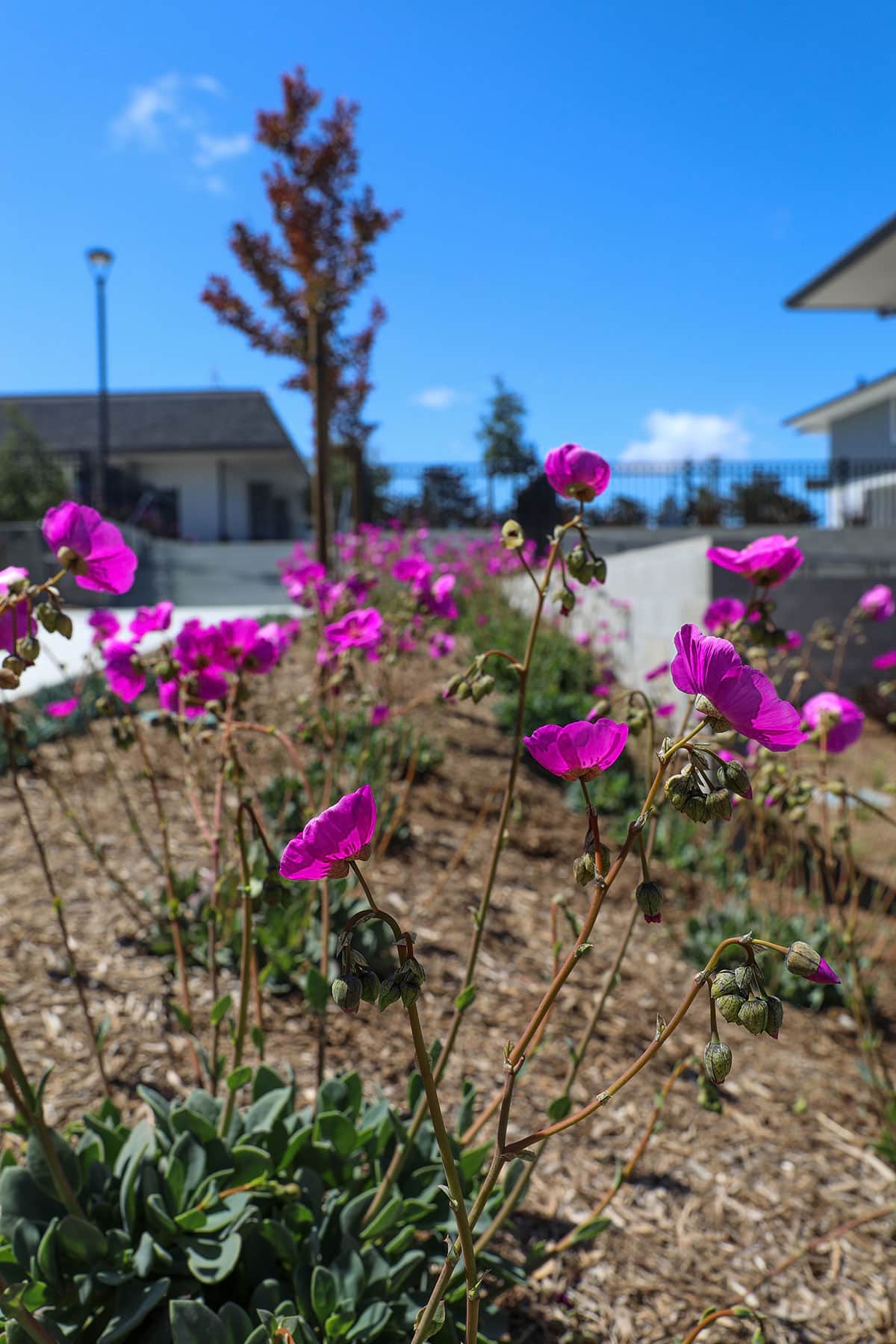 Commercial property landscape featuring irrigation and soil preparation work by K&D Landscaping