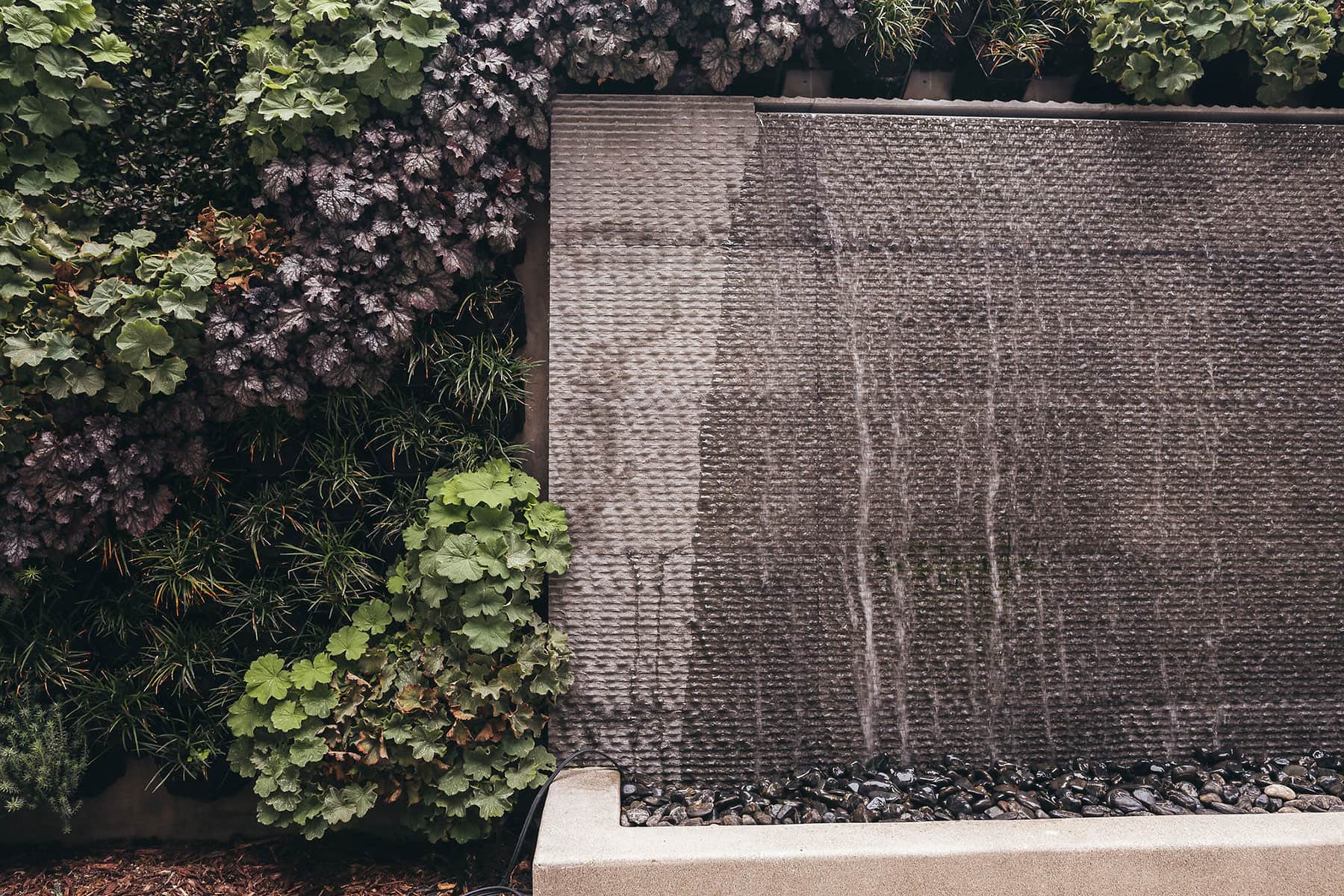 Contemporary living wall installation with climbing vines, colorful foliage, and concrete seat walls by K&D Landscaping