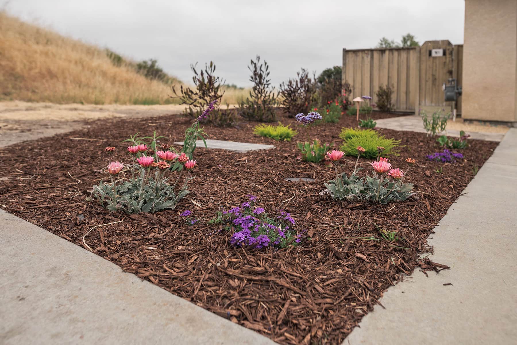 Desert landscape with native perennials including gaillardia and catmint, mulch beds, paver pathway, and hillside setting by K&D Landscaping