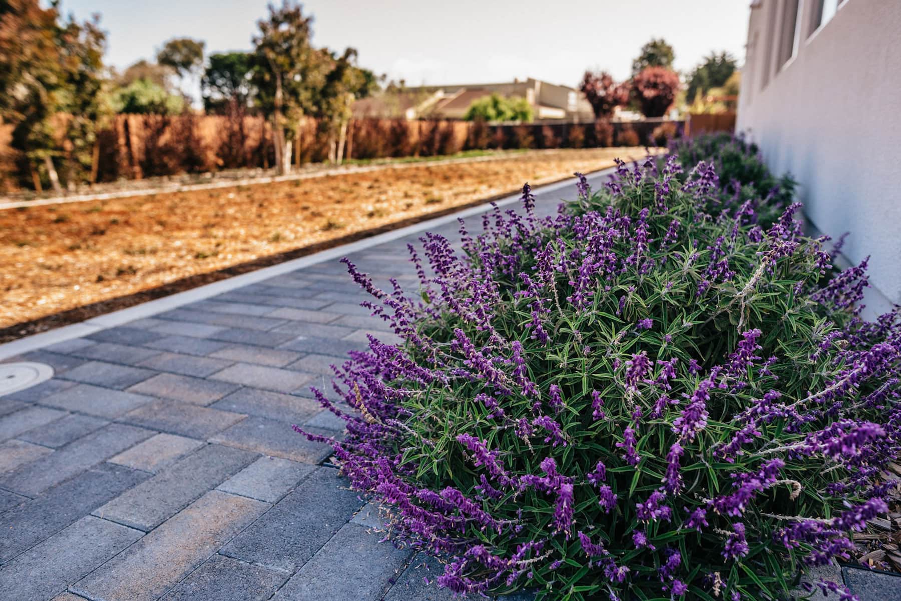 Detail of raised bed edging with native grasses and perennial plantings adjacent to paver walkway by K&D Landscaping