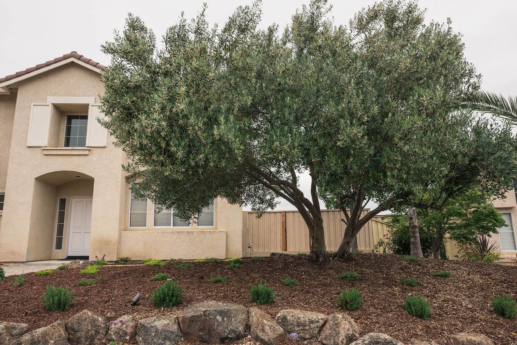 Front entry landscape with mature olive tree, mulch groundcover, decorative boulders, and native plantings installed by K&D Landscaping