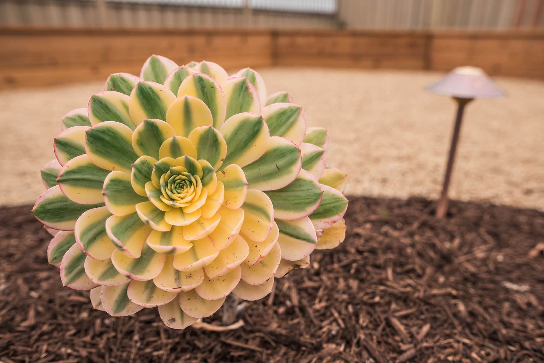 Golden-yellow and pink-tinged succulent detail in residential garden bed landscape completed by K&D Landscaping