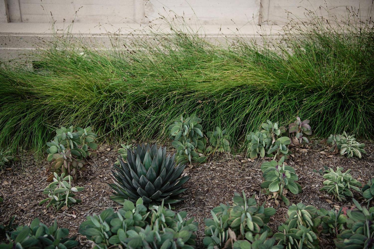 Ground-level landscape planting with agave, succulents, ornamental grasses, and gravel mulch designed by K&D Landscaping