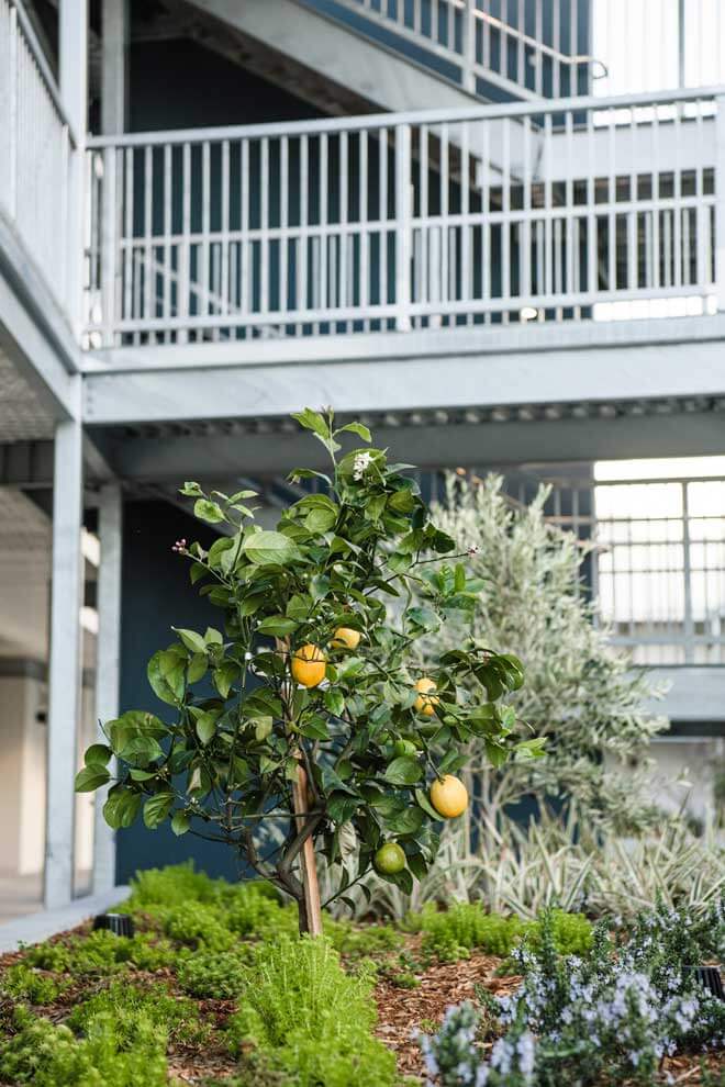 K&D Landscaping citrus tree planting in commercial courtyard landscape design