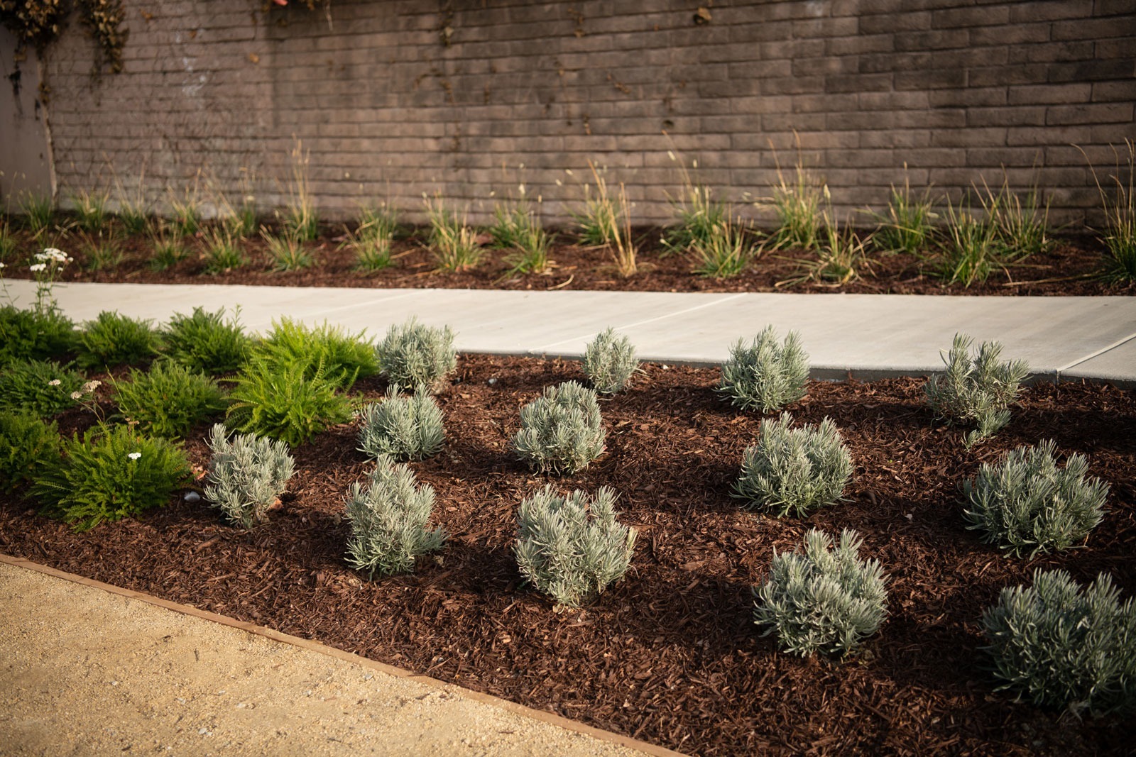 K&D Landscaping close-up of yellow native flowering plant in landscape installation with dark mulch