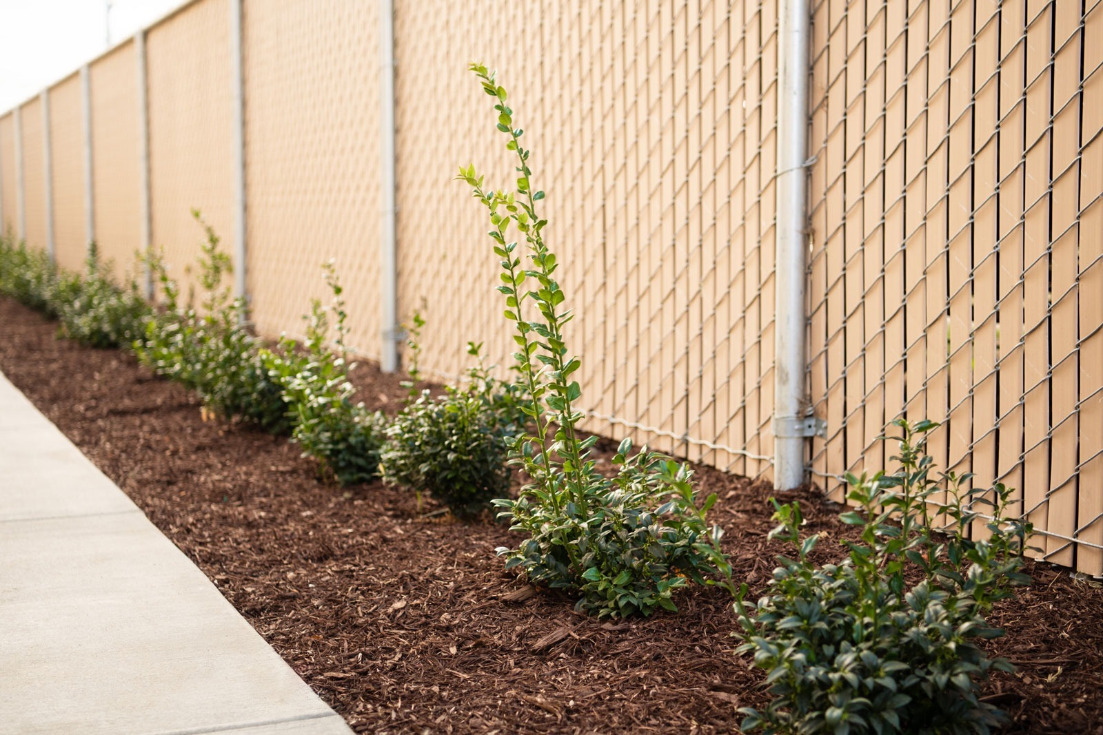 K&D Landscaping commercial landscape bed detail showing sedums, grasses, and mulch composition
