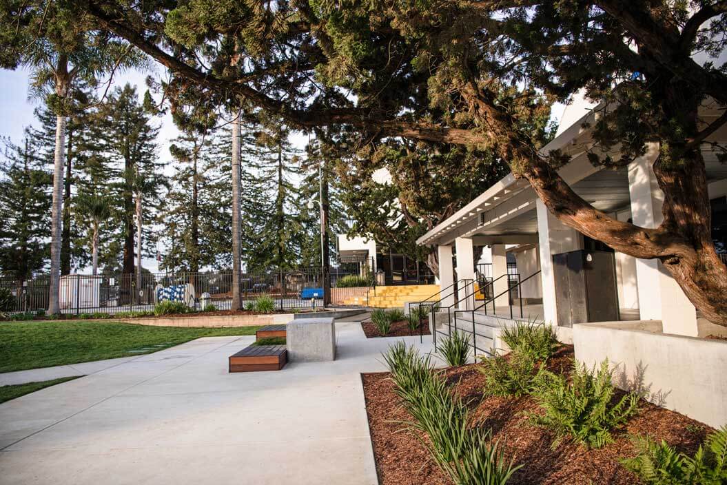 K&D Landscaping concrete campus walkway and bench beside a heritage tree with fern and grass plantings