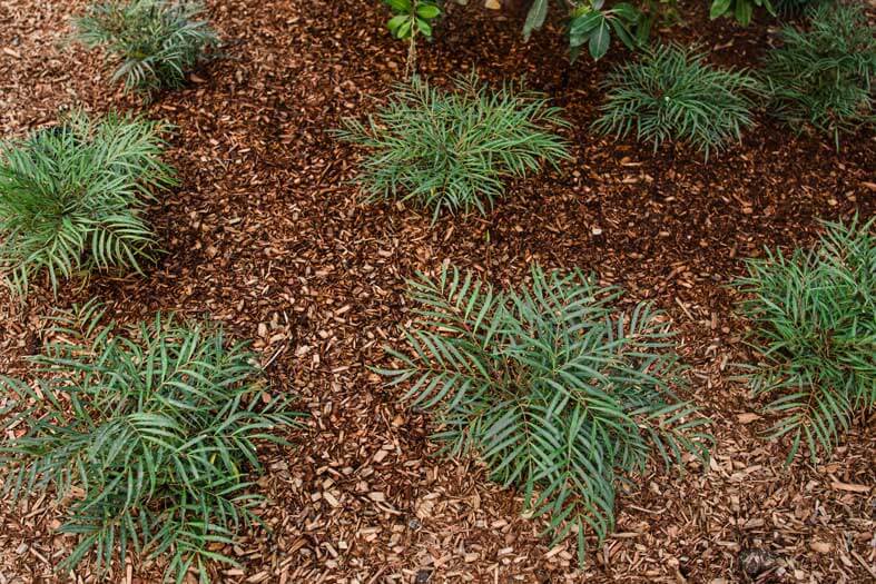 K&D Landscaping drought tolerant groundcover plantings in commercial landscape bed