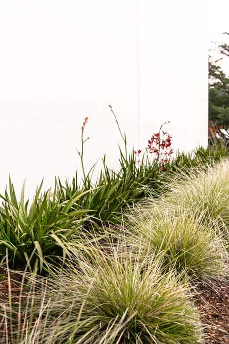 K&D Landscaping flax and kangaroo paw with variegated grasses massed against a white building wall