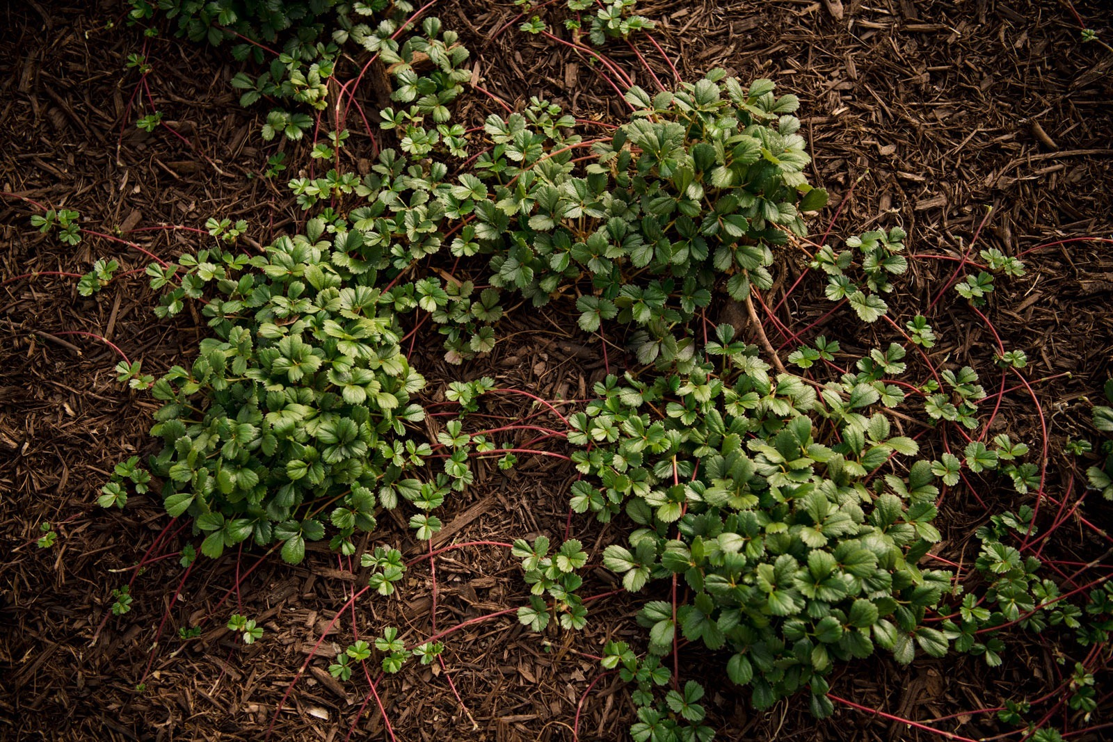 K&D Landscaping groundcover plantings with mulch and stone stepping pads along concrete walkway