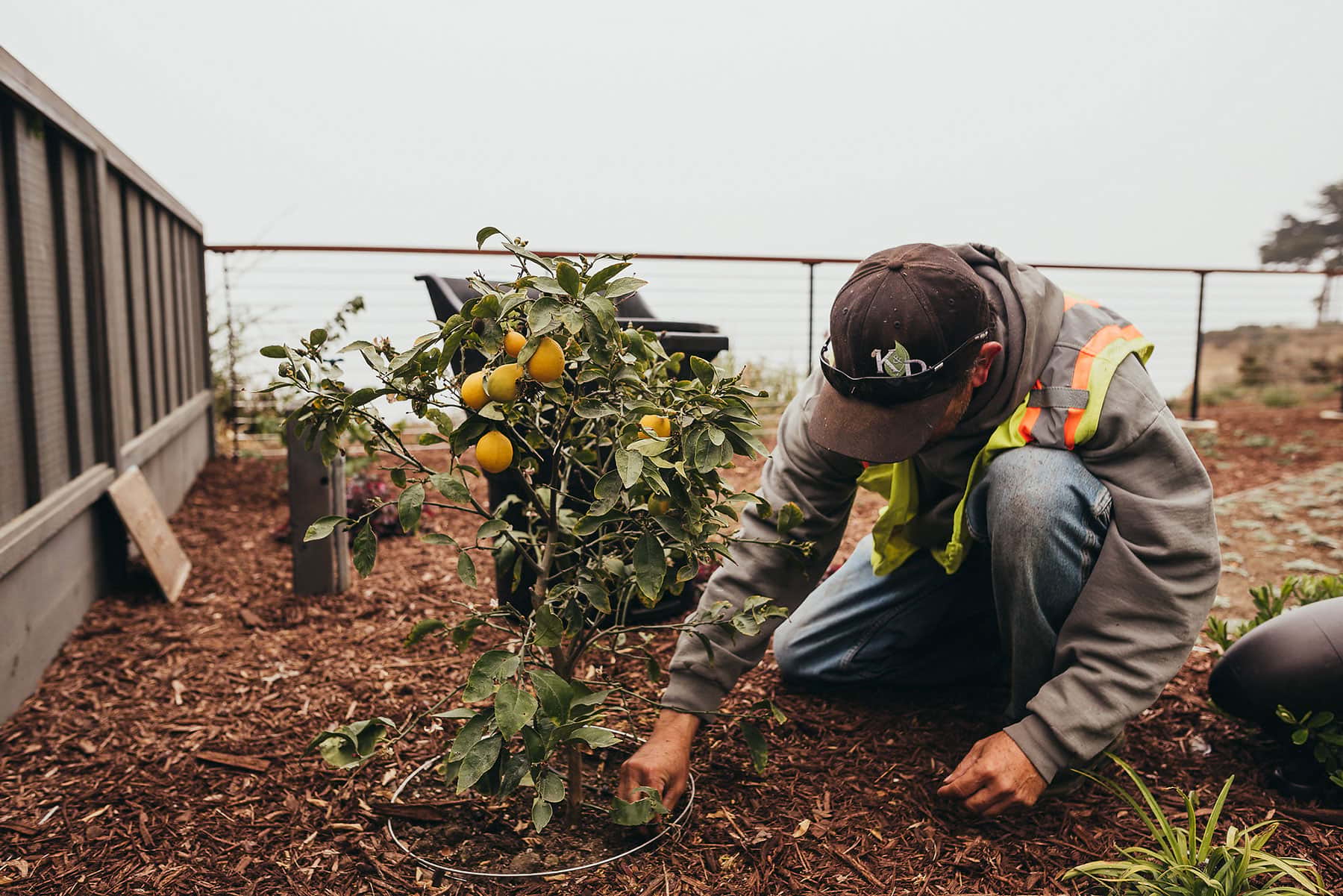 K&D Landscaping installing fruit tree in contemporary Santa Cruz garden with smart irrigation and soil preparation completed
