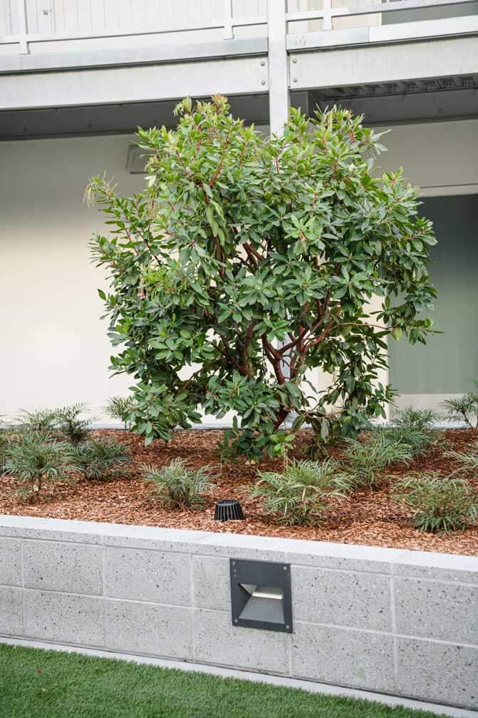 K&D Landscaping mature shrub planting in raised concrete landscape planter