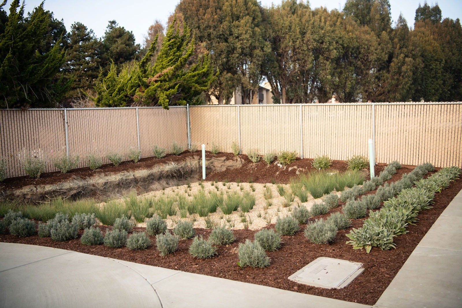 K&D Landscaping metal fence backdrop with multi-tier landscape planting bed featuring sage and artemisia plantings