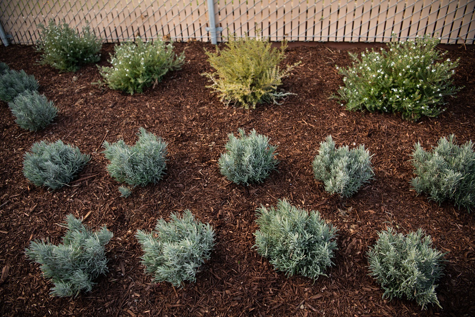 K&D Landscaping mixed sage and ornamental grass plantings in mulch bed with fencing and mature shrubs