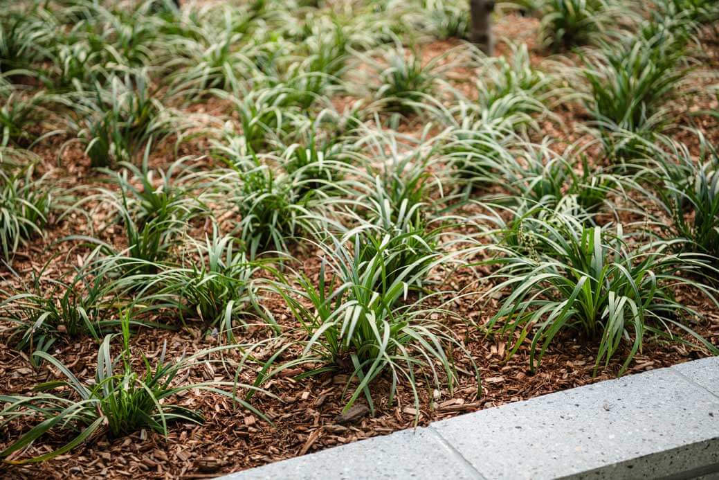 K&D Landscaping ornamental grass plantings in commercial landscape bed with mulch