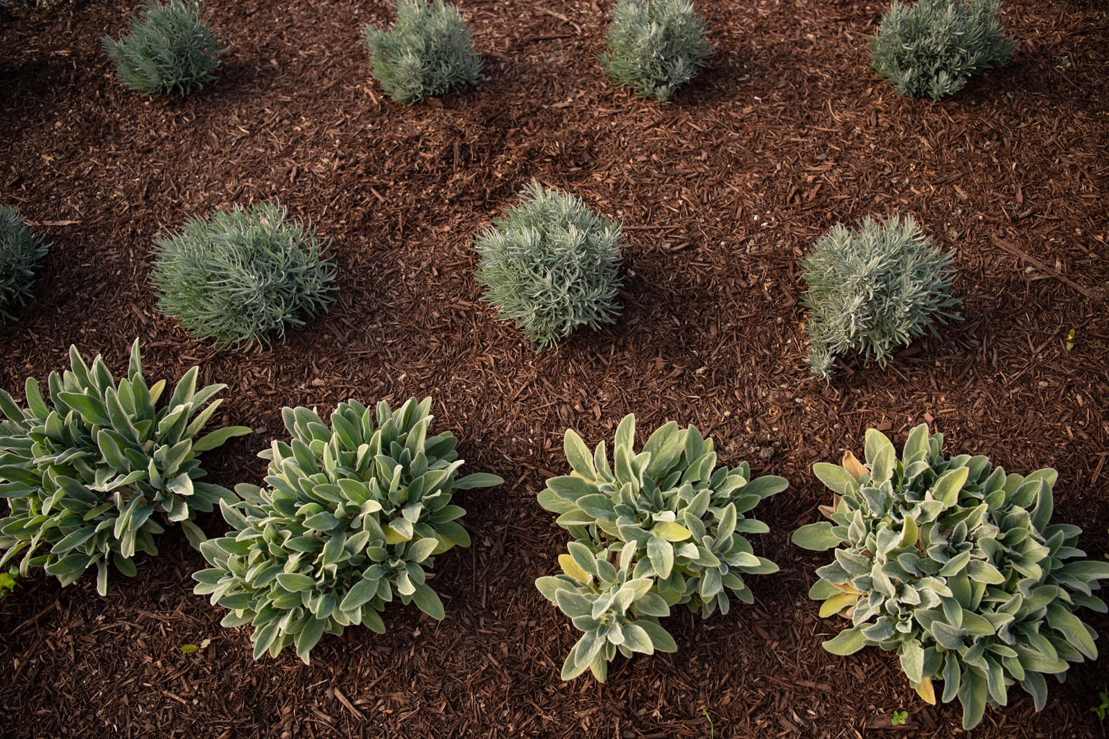 K&D Landscaping ornamental shrub collection in mulch bed showing variety of drought-tolerant plant selections