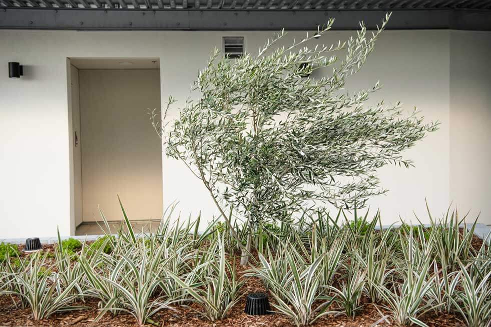 K&D Landscaping ornamental tree and drought tolerant plantings in apartment courtyard