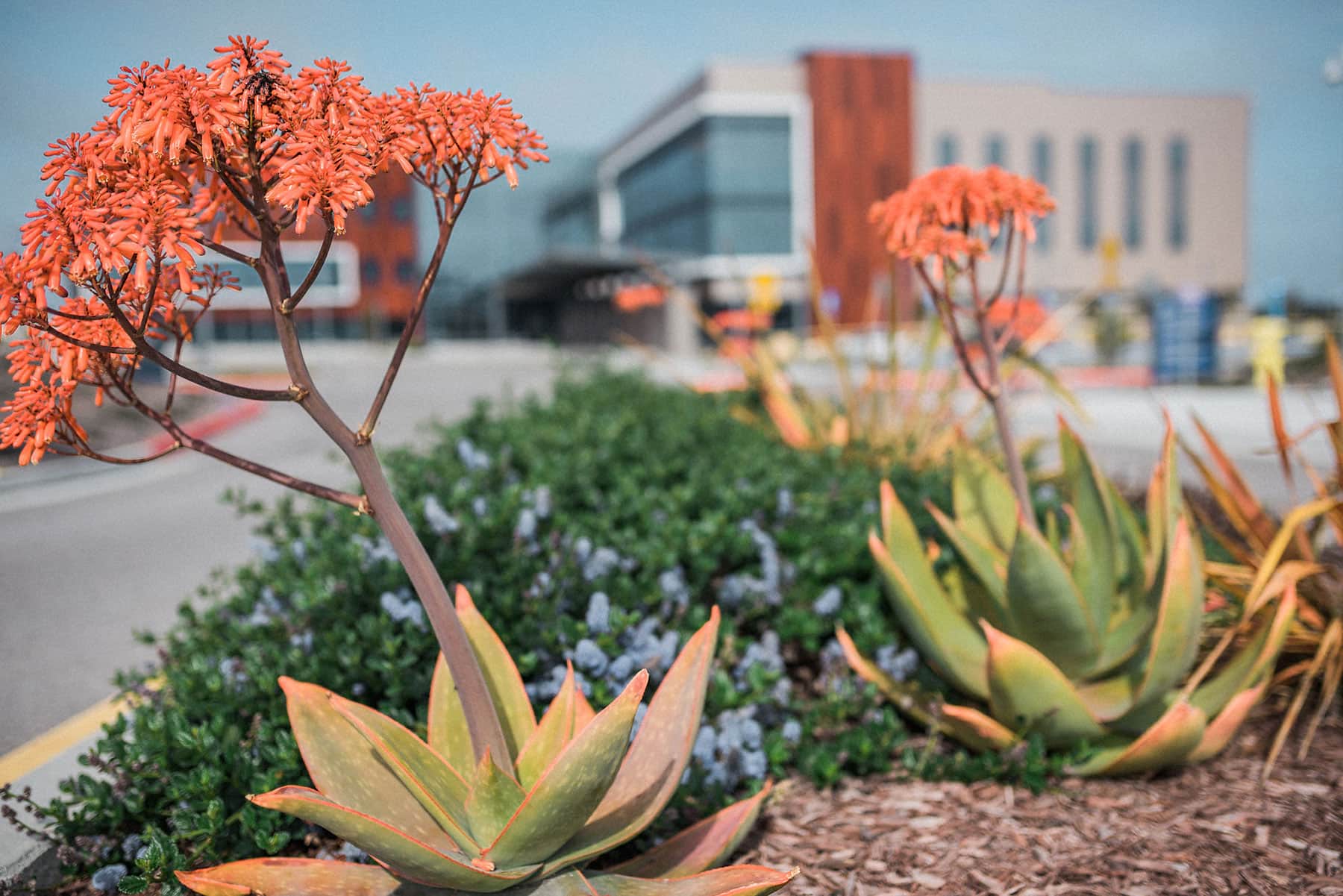 K&D Landscaping parking lot directional arrows with native grass and sedum plantings in gravel mulch beds 2