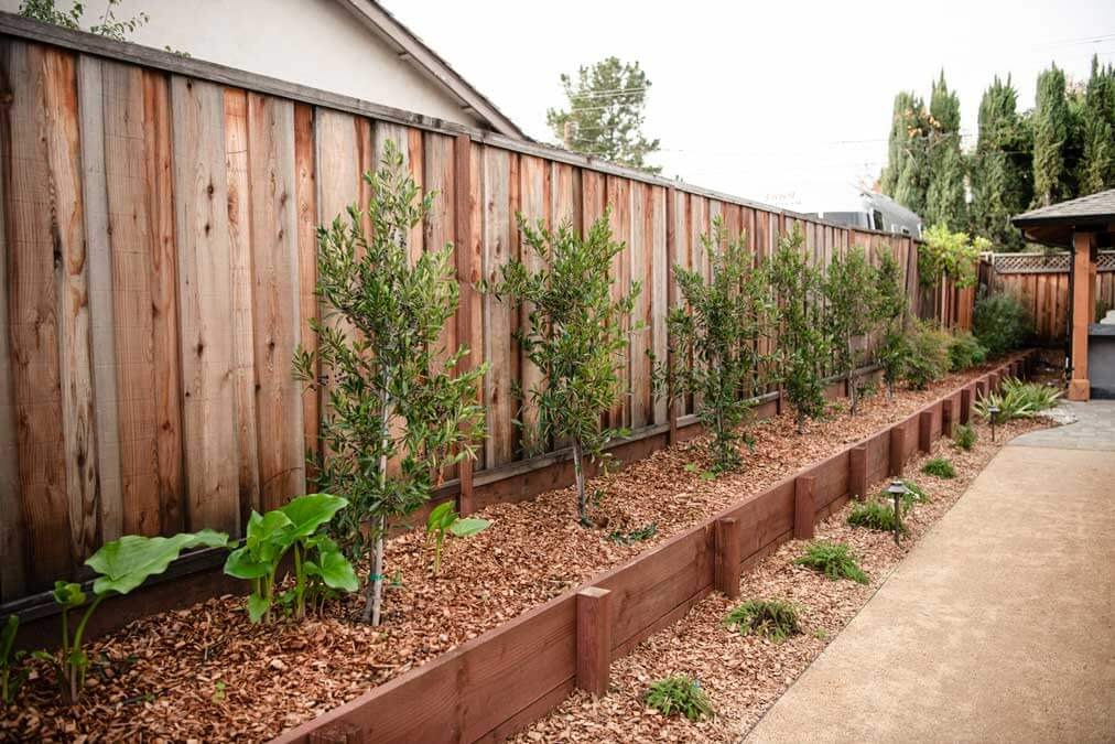 K&D Landscaping row of olive trees in a wood-tie raised bed along a fence beside a gravel path
