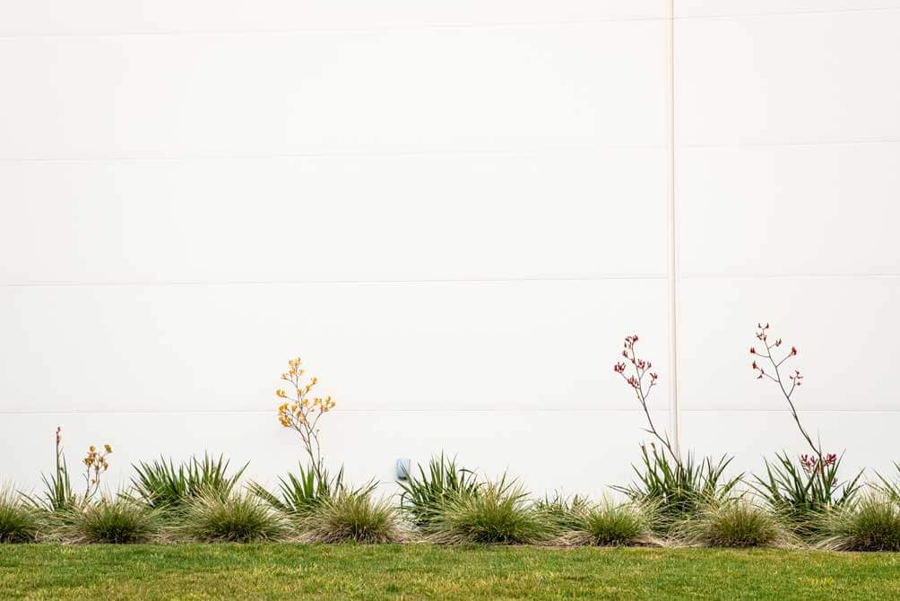 K&D Landscaping row of ornamental grasses and kangaroo paw against a clean white building wall