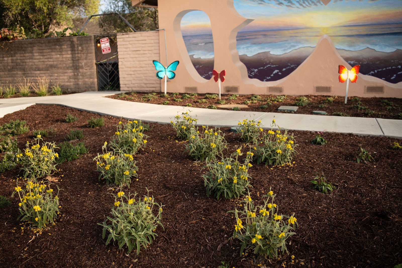 K&D Landscaping sage planting bed with mulch groundcover and concrete walkway along building foundation