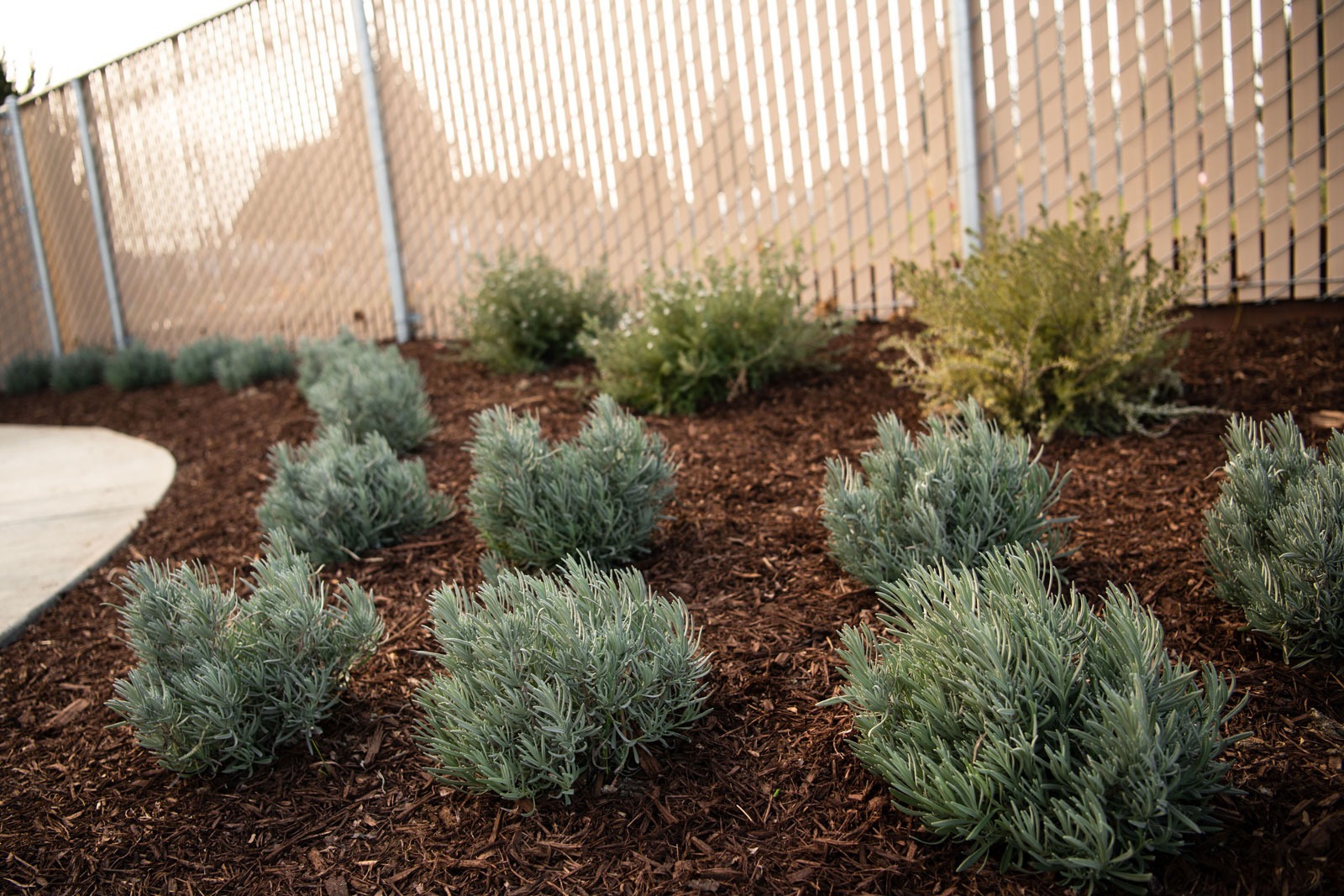 K&D Landscaping sage plantings with ornamental elements in commercial landscape installation