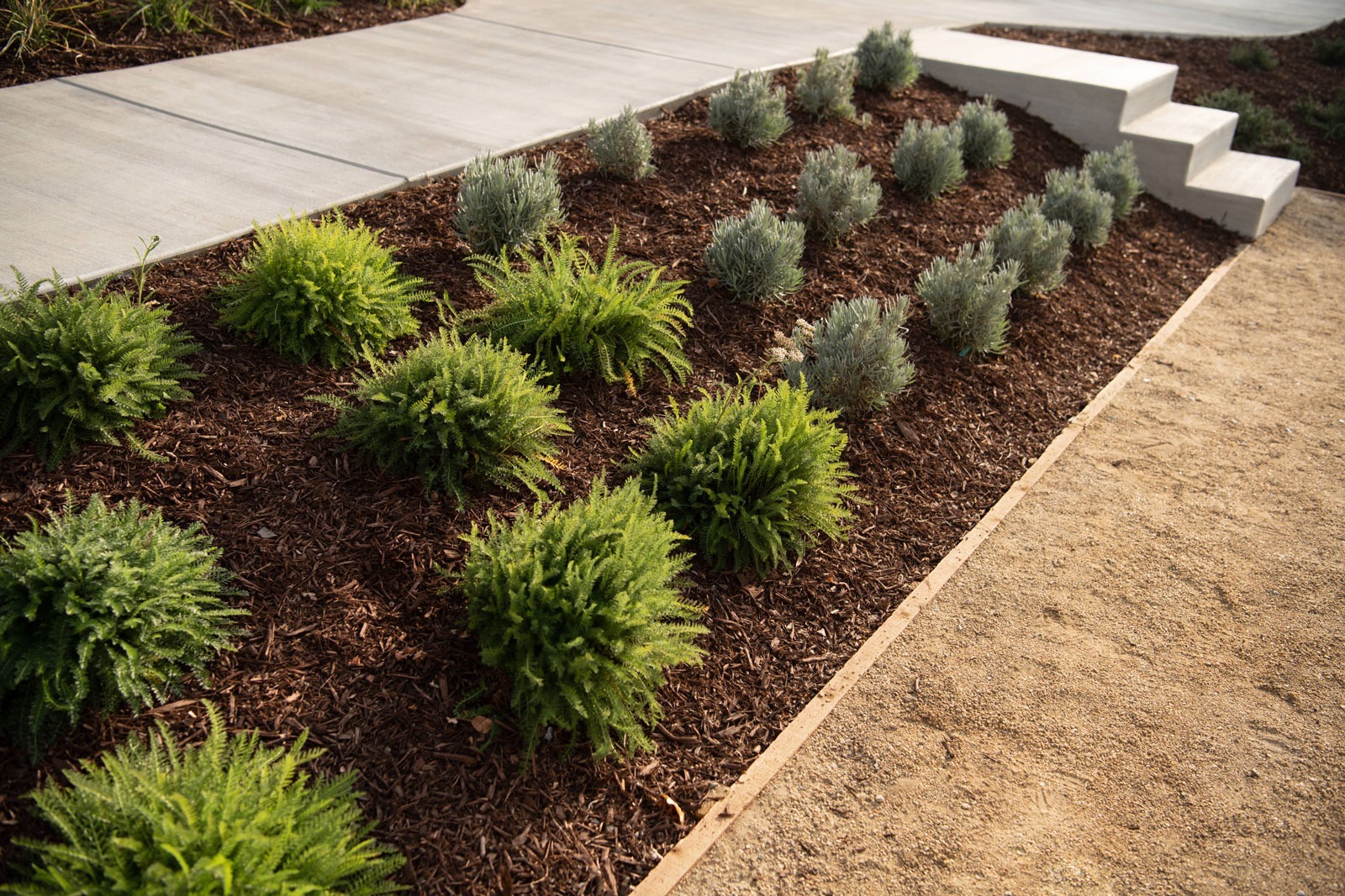 K&D Landscaping side yard landscape featuring concrete walkway and ornamental plantings with evergreen shrubs