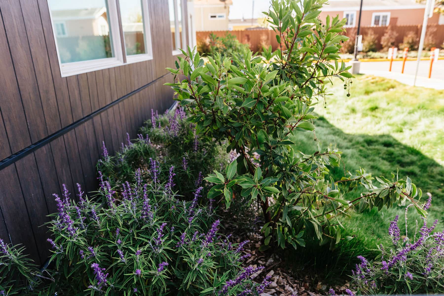 Landscape bed with blooming purple lavender perennials along paved surface and commercial building by K&D Landscaping