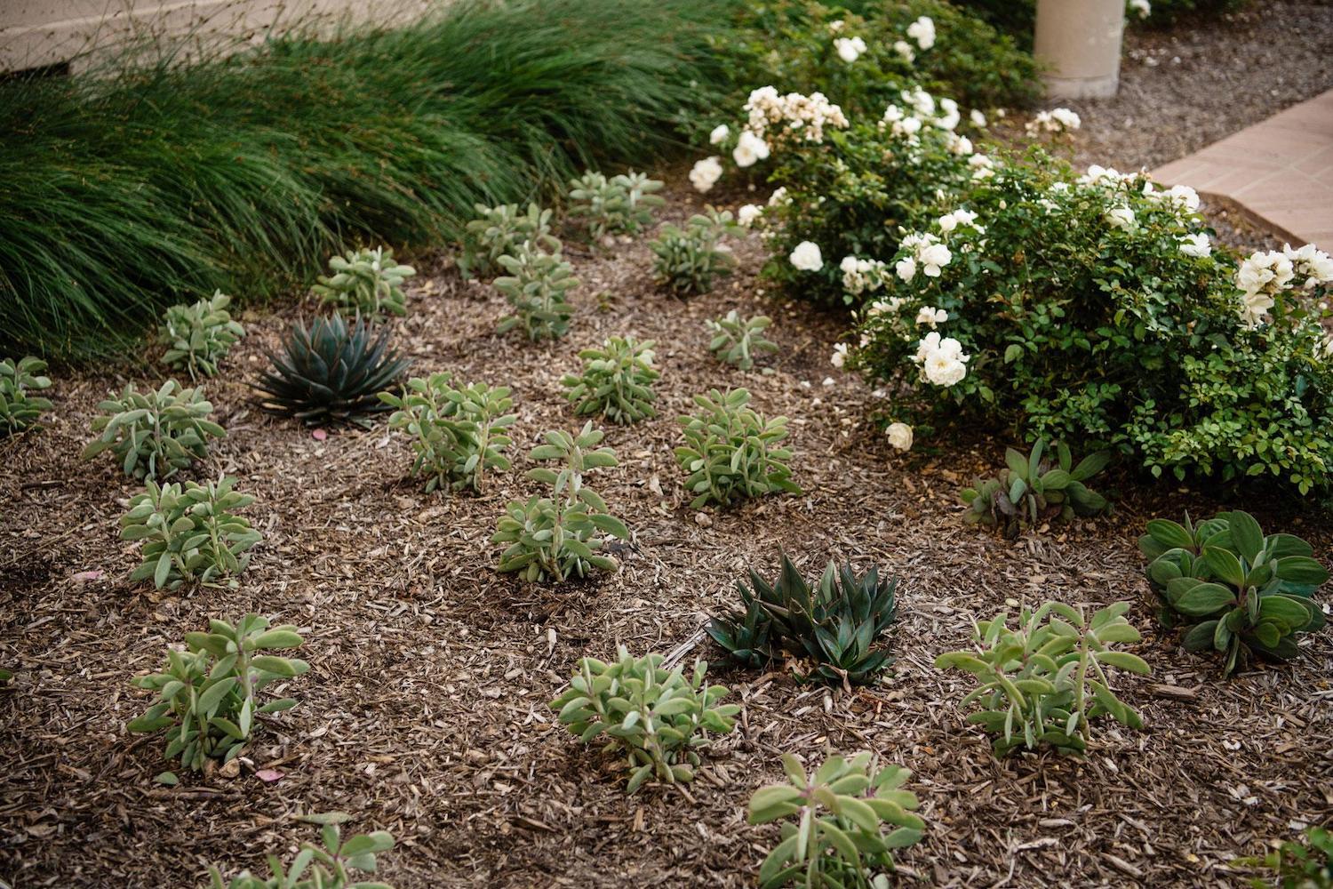 Landscape bed with mixed succulents, ornamental grasses, white flowering plants, and drought-tolerant design by K&D Landscaping