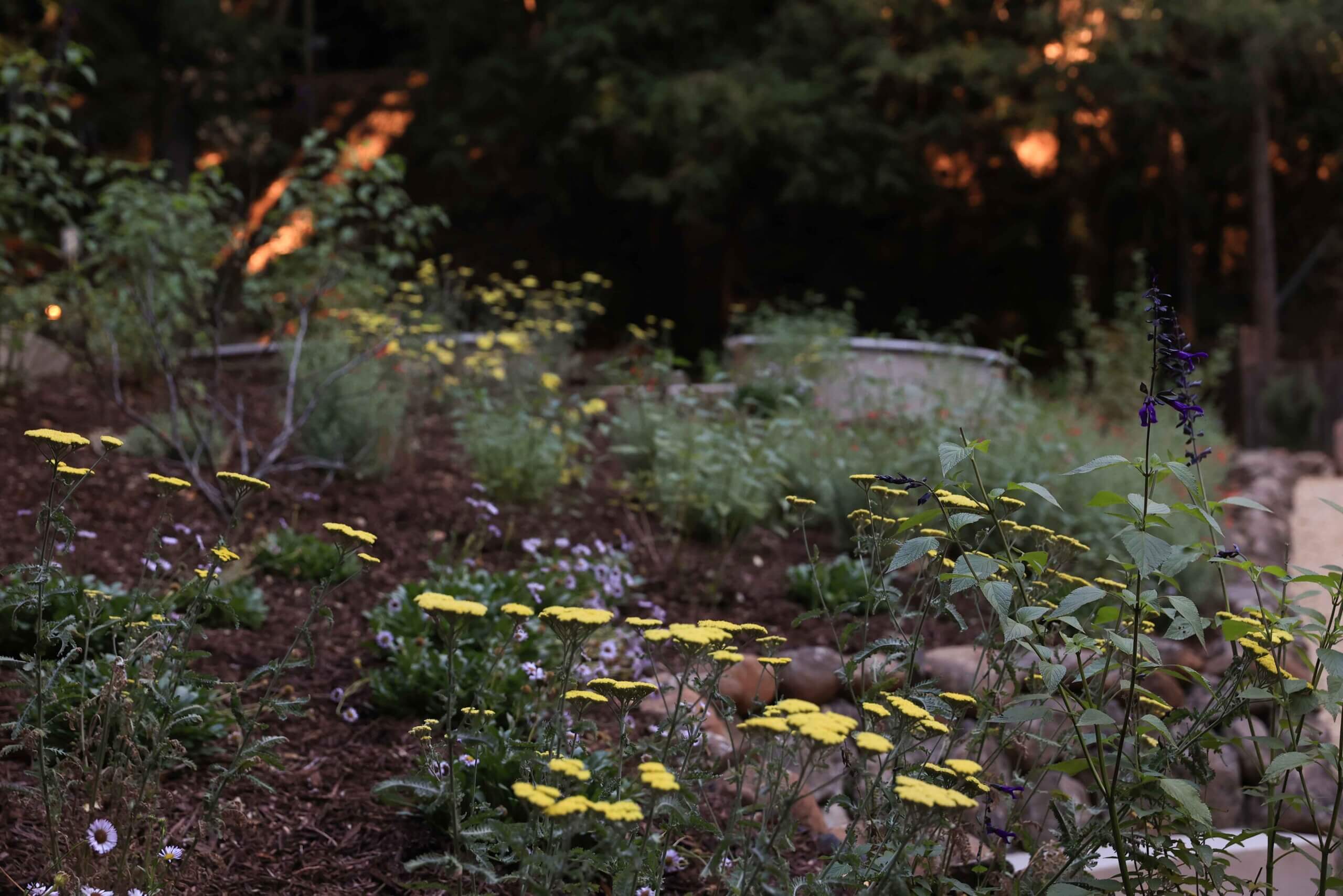 Landscape planting and mulch installation designed to complement surrounding redwoods by K&D Landscaping