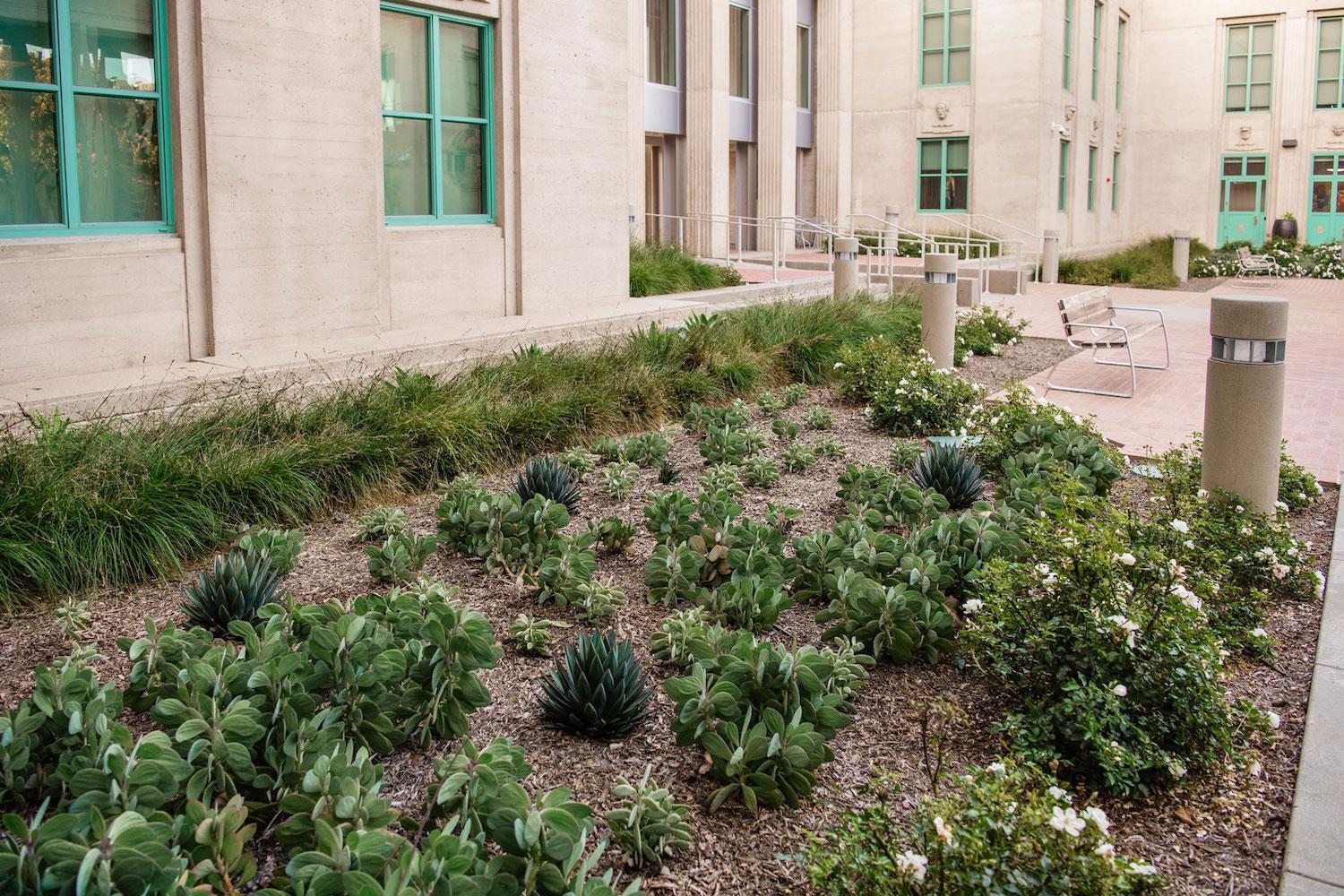Landscape planting bed featuring agave, desert succulents, low-water plants, and stone hardscape by K&D Landscaping