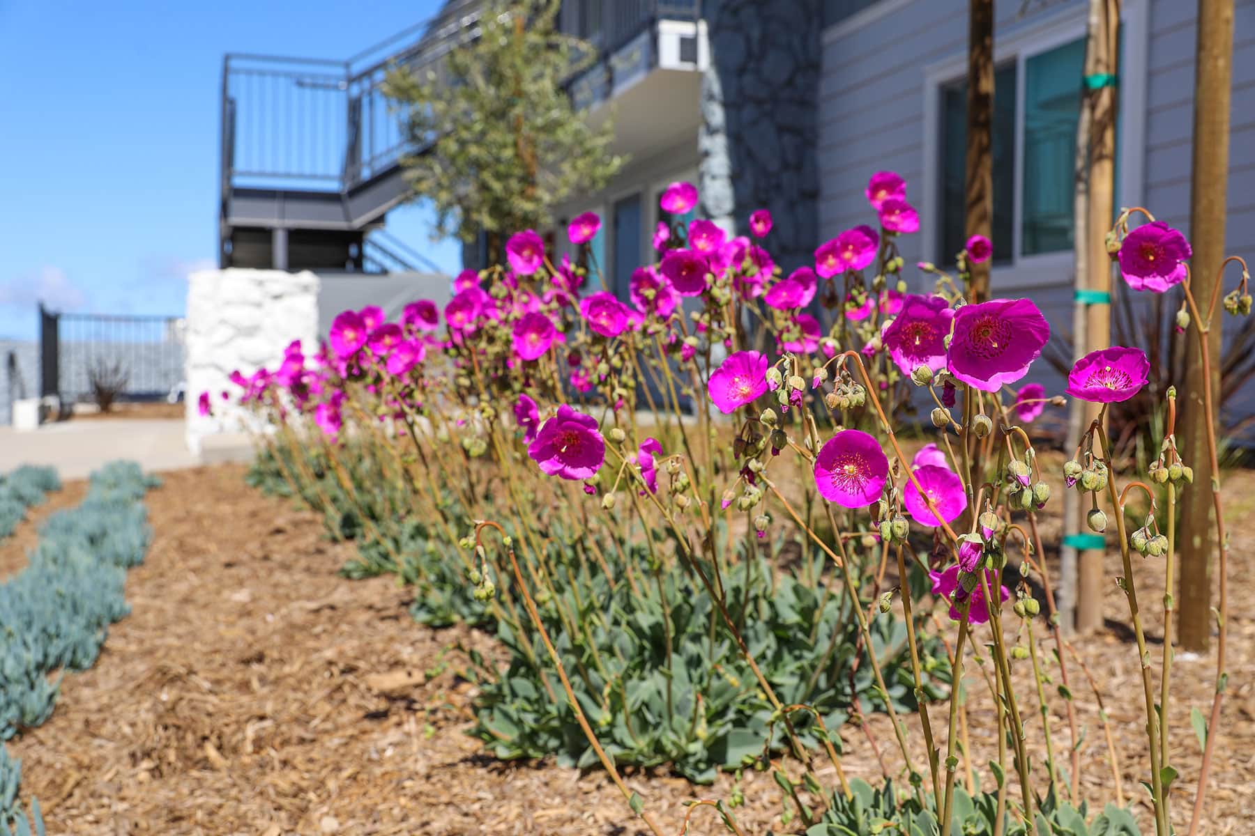 Multifamily housing property with newly installed planting beds by K&D Landscaping