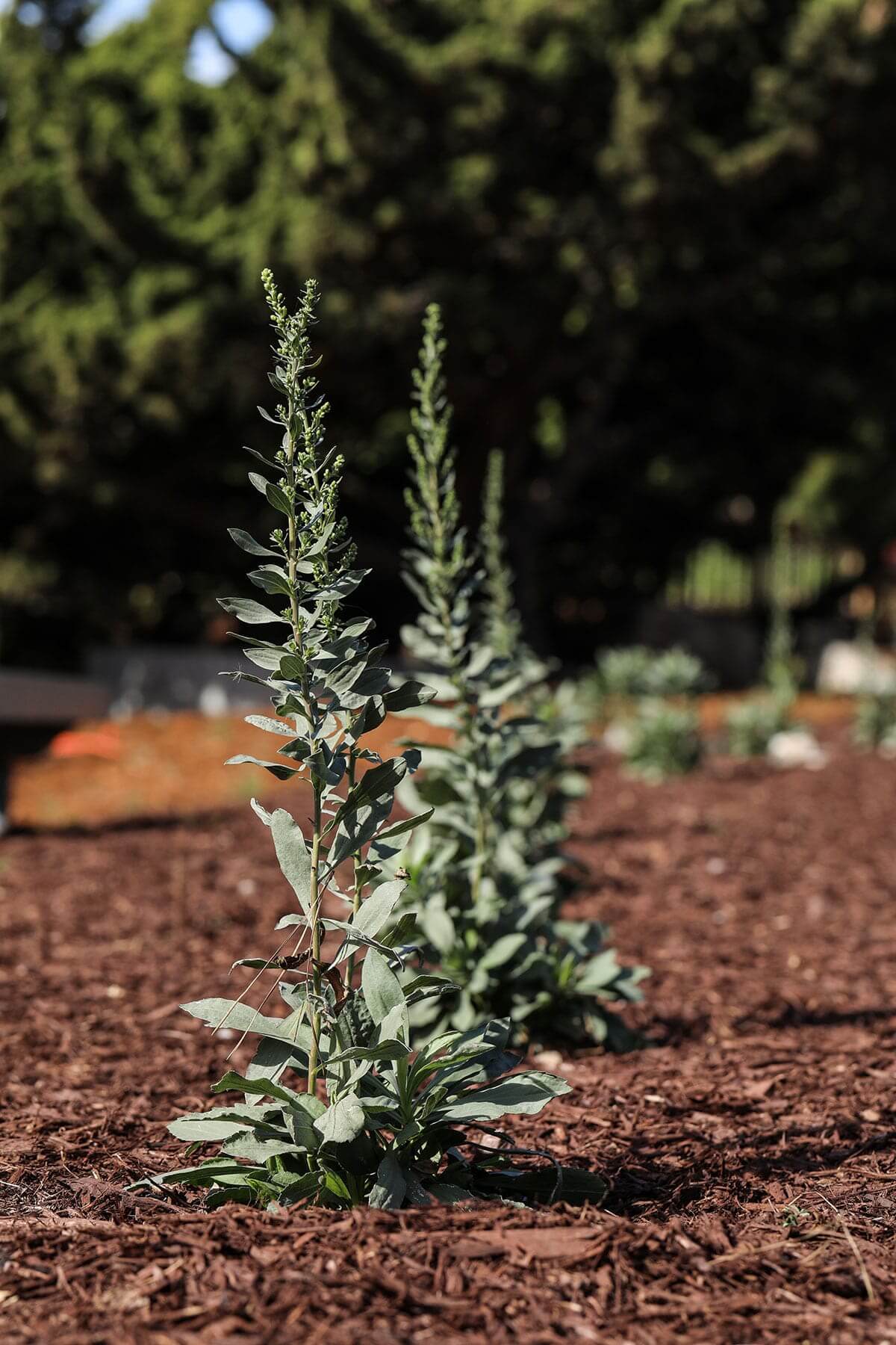 Naturalized park environment enhanced with planting and mulch by K&D Landscaping