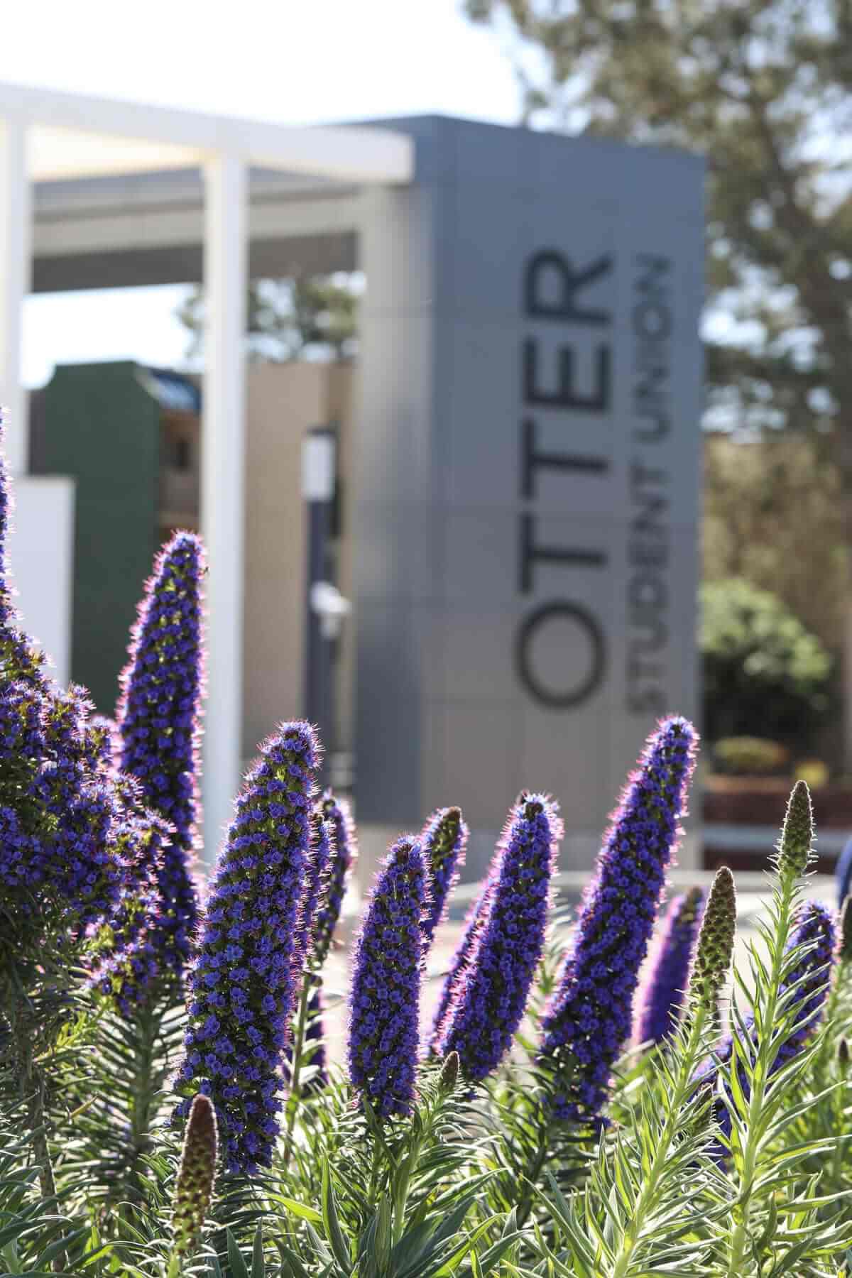 University campus lawn established through hydroseeding by K&D Landscaping